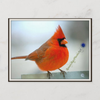 Carte Postale Cardinal Red Bird