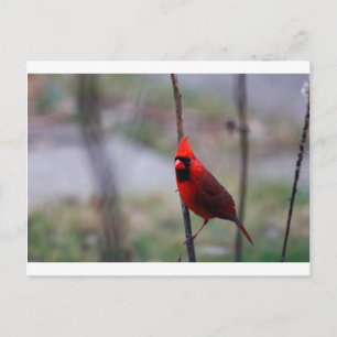Carte Postale Cardinal rouge