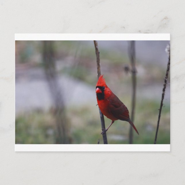 Carte Postale Cardinal rouge (Devant)