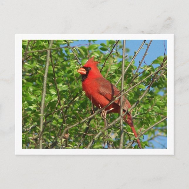 Carte postale Cardinal Rouge (Devant)