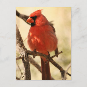 Carte postale Cardinal Rouge
