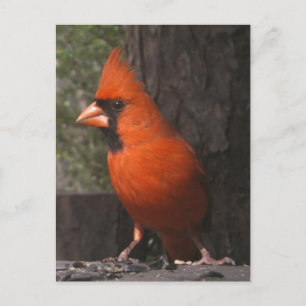 Carte postale Cardinal Rouge