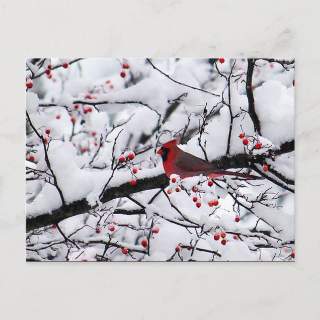 Carte Postale Cardinal Rouge Arbre à Neiges Photo Noël (Devant)