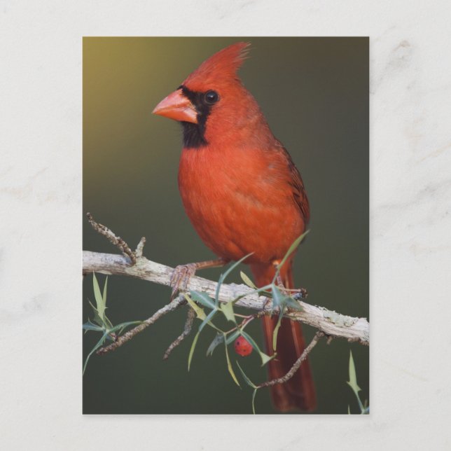 Carte Postale Cardinal rouge, Cardinalis cardinalis, mâle (Devant)