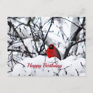 Carte Postale Cardinal Rouge Cardinalis Photo Anniversaire