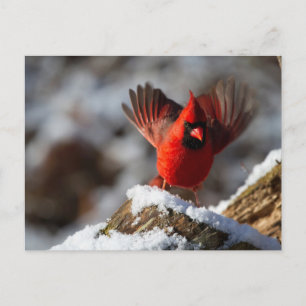 Carte Postale Cardinal rouge dans la neige