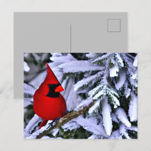 Carte Postale Cardinal rouge d'hiver