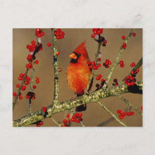 Carte Postale Cardinal rouge mâle perché, IL