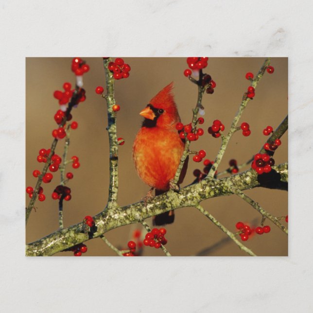 Carte Postale Cardinal rouge mâle perché, IL (Devant)