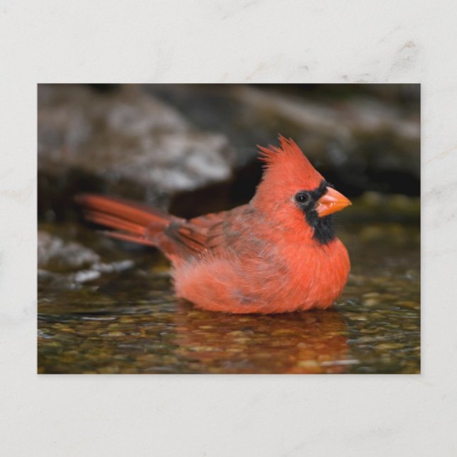 Carte Postale Cardinal rouge mâle se baignant (Devant)