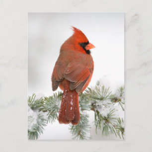 Carte Postale Cardinal rouge mâle sur Cèdre de l'Atlas bleu