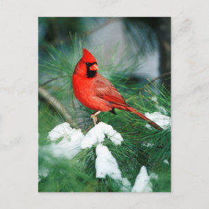Carte Postale Cardinal rouge mâle sur un arbre, IL