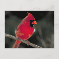 Cardinal rouge perché sur une branche d'arbre