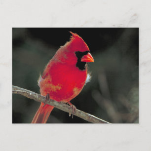 Carte Postale Cardinal rouge perché sur une branche d'arbre