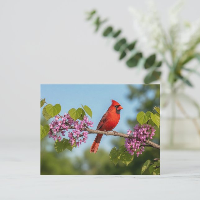 Carte Postale Cardinal sur une branche de Redbud (Debout devant)