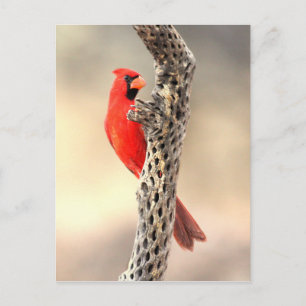 Carte Postale Cardinal sur une cholla