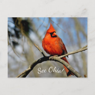 Carte postale Cardinal (Voir Ohio)