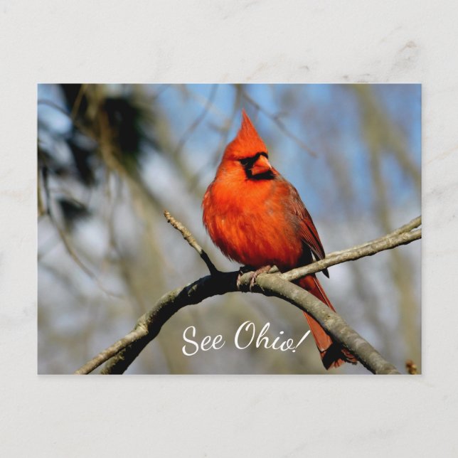 Carte postale Cardinal (Voir Ohio) (Devant)