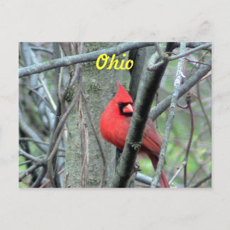 Carte postale cardinale de l'Ohio