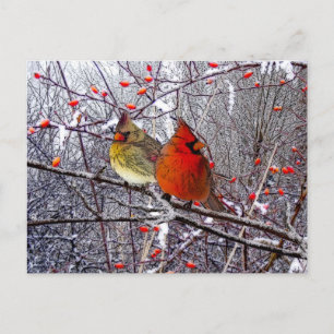 Carte postale cardinale de Noël