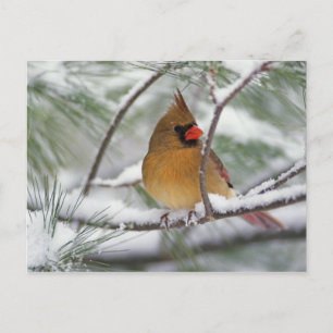 Carte Postale Cardinalis femelle dans un pin enneigé,