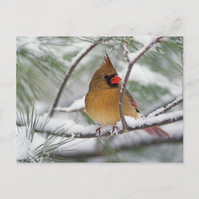 Carte Postale Cardinalis femelle dans un pin enneigé, (Devant)