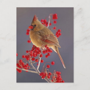 Carte Postale Cardinalis femelle parmi les aubépines