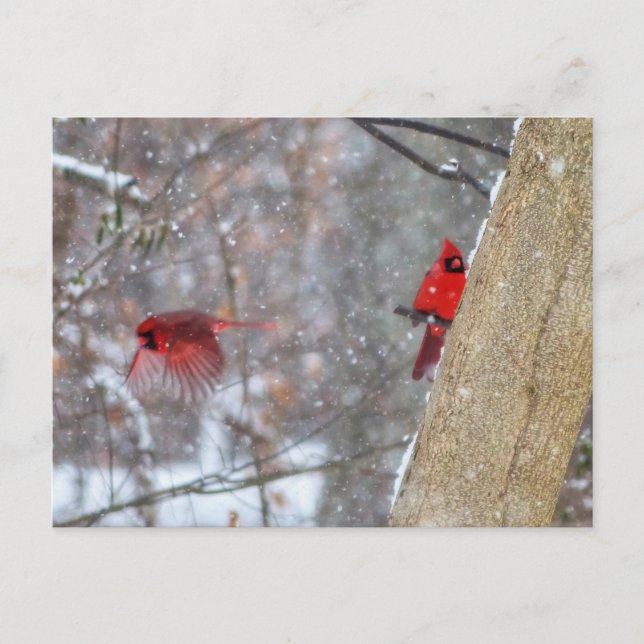 Carte Postale Cardinaux dans la neige (Devant)