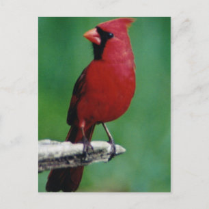 Carte Postale Cardinaux du Nord