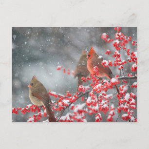 Carte Postale Cardinaux du Nord   Marion, Illinois