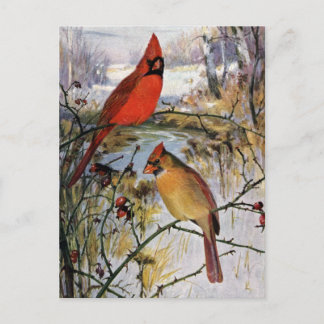 Carte Postale Cardinaux en hiver