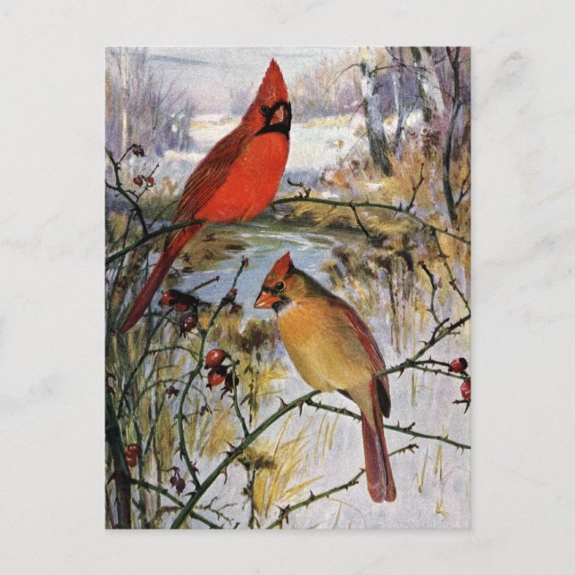 Carte Postale Cardinaux en hiver (Devant)