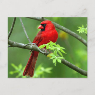 Carte Postale cardinaux rouges