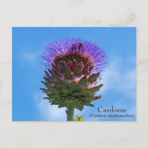 Carte postale Cardoon Flower