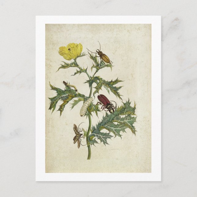 Carte Postale Cardos Spinosus : Cardos et chenilles, plaque 6 (Devant)