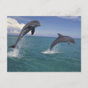 Carte Postale Caribbean, Bottlenose dolphins
