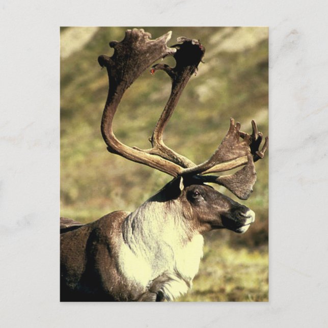 Carte Postale Caribou (Devant)