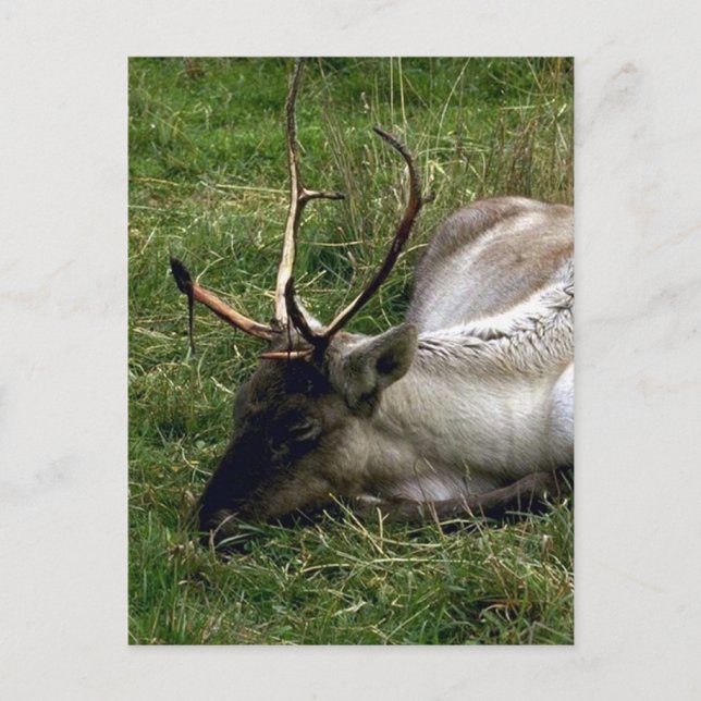 Carte Postale Caribou (Devant)