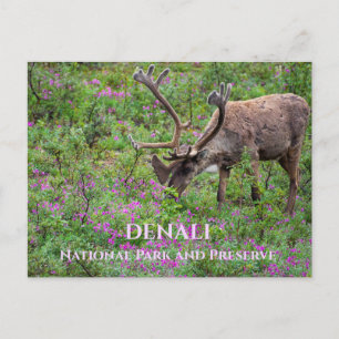 Carte Postale Caribou Bull Grazing, Denali National Park, AK