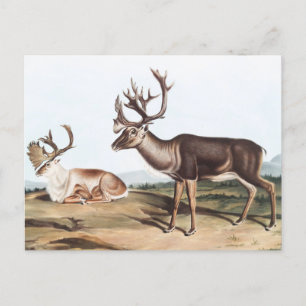 Carte Postale Caribou, Cerf de la Rein (Tarandus furcifer)