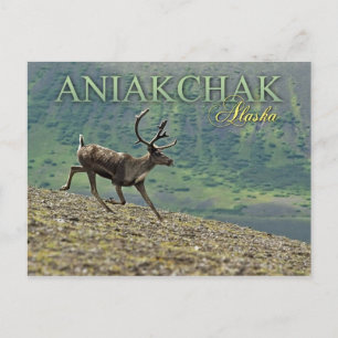 Carte Postale Caribou courant à Aniakchak Caldera, Alaska
