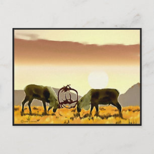 Carte Postale Caribou Duel
