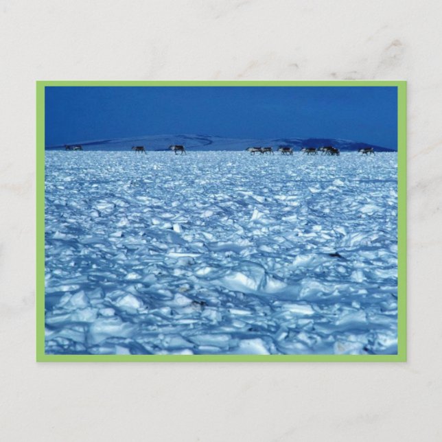 Carte Postale Caribou traversant la toundra enneigée (Devant)