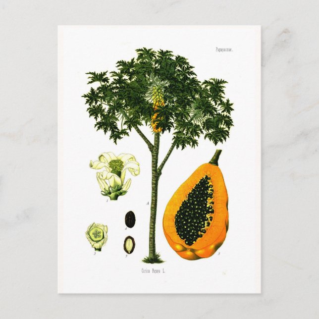 Carte Postale Carica papaya (Papaya) (Devant)