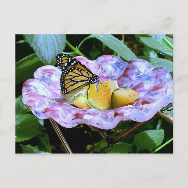 Carte Postale Caricature papillon (Devant)