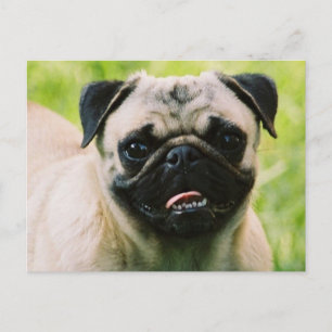 Carte postale carlin