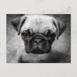 Carte Postale Carlin