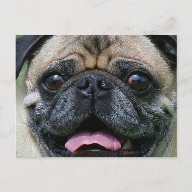 Carte Postale Carlin (Devant)