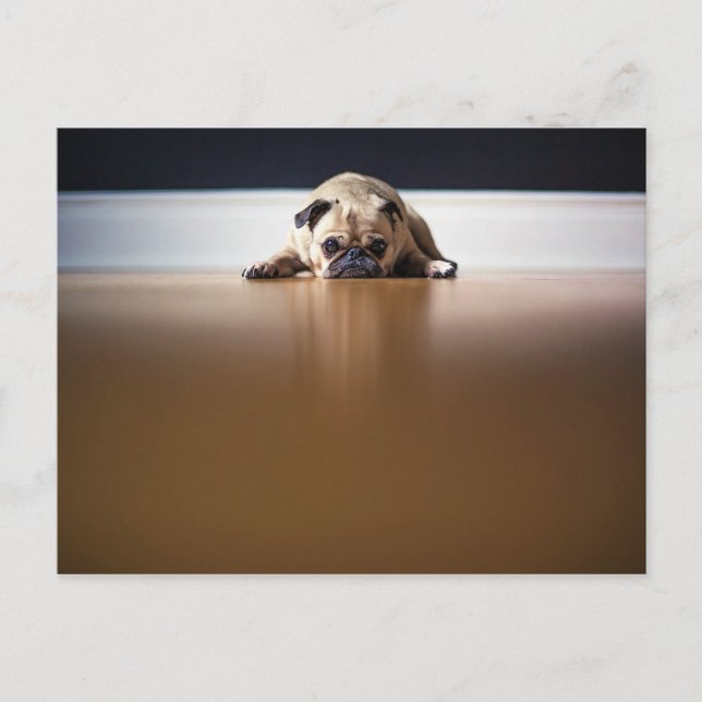 Carte Postale Carlin Chien Chiot Grumpy Grumpy Mignonne Animal A (Devant)