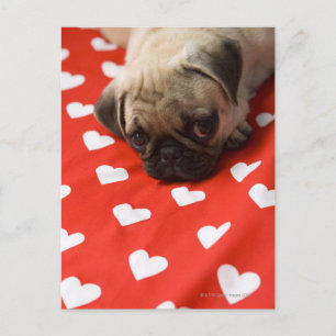 Carte Postale Carlin chiot allongé sur le lit, gros plan